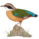 ನವರಂಗ: ಡಾ. ಎಸ್.ವಿ. ನರಸಿಂಹನ್‌‌ ಸರಣಿ