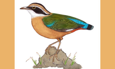 ನವರಂಗ: ಡಾ. ಎಸ್.ವಿ. ನರಸಿಂಹನ್‌‌ ಸರಣಿ