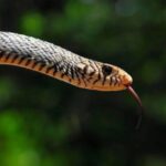 ಕಾಳಿಂಗ ನರ್ತನ: ವಿನಾಯಕ‌ ಅರಳಸುರಳಿ ಅಂಕಣ