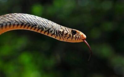 ಕಾಳಿಂಗ ನರ್ತನ: ವಿನಾಯಕ‌ ಅರಳಸುರಳಿ ಅಂಕಣ
