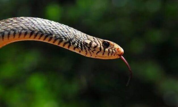 ಕಾಳಿಂಗ ನರ್ತನ: ವಿನಾಯಕ‌ ಅರಳಸುರಳಿ ಅಂಕಣ