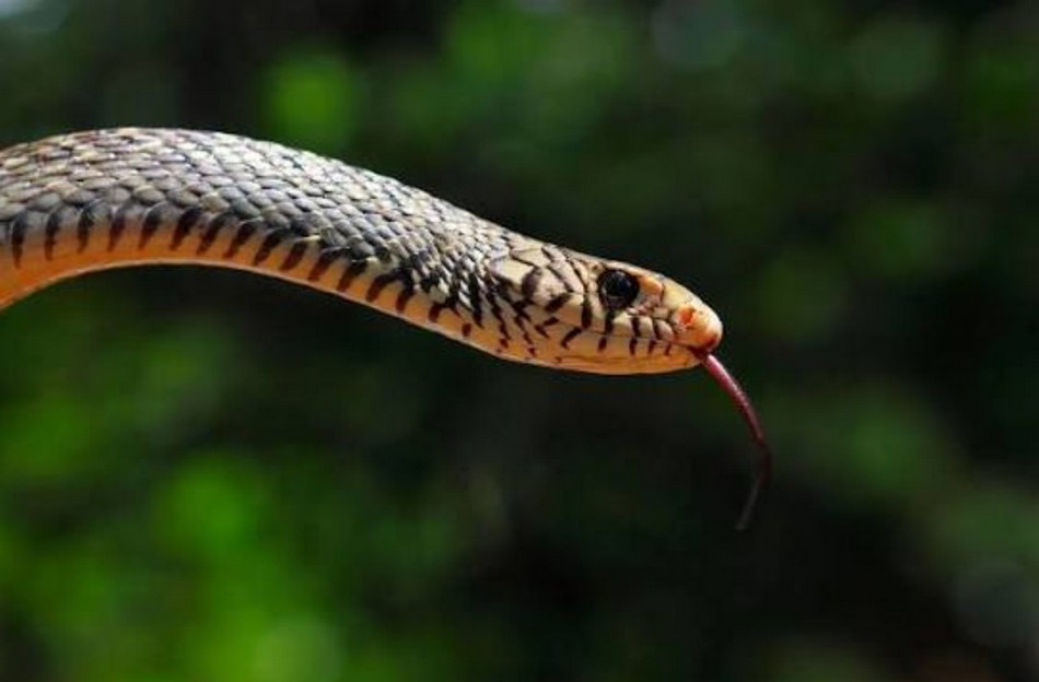 ಕಾಳಿಂಗ ನರ್ತನ: ವಿನಾಯಕ‌ ಅರಳಸುರಳಿ ಅಂಕಣ